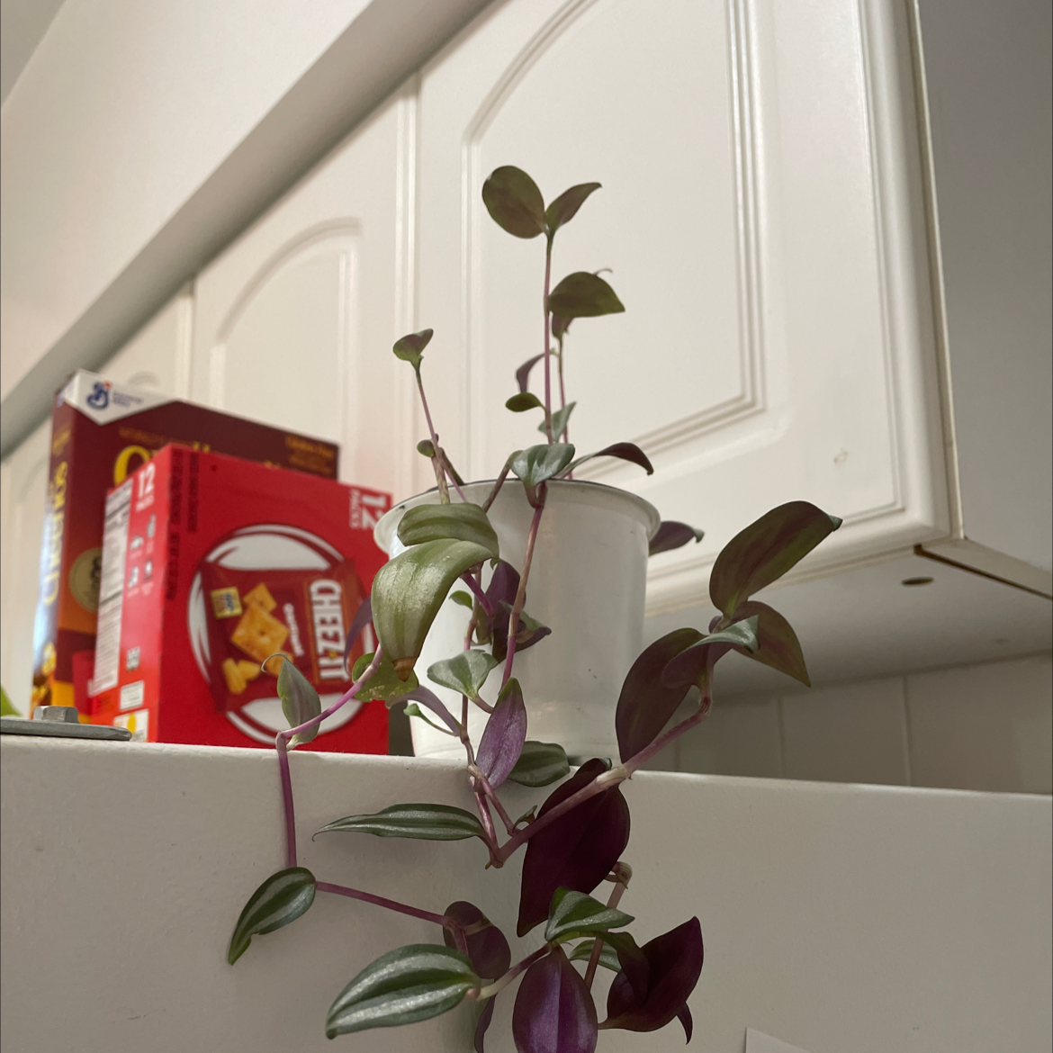 Healthy trailing Tradescantia zebrina plant with vibrant purple, green and silver variegated leaves, growing above kitchen cabinets.