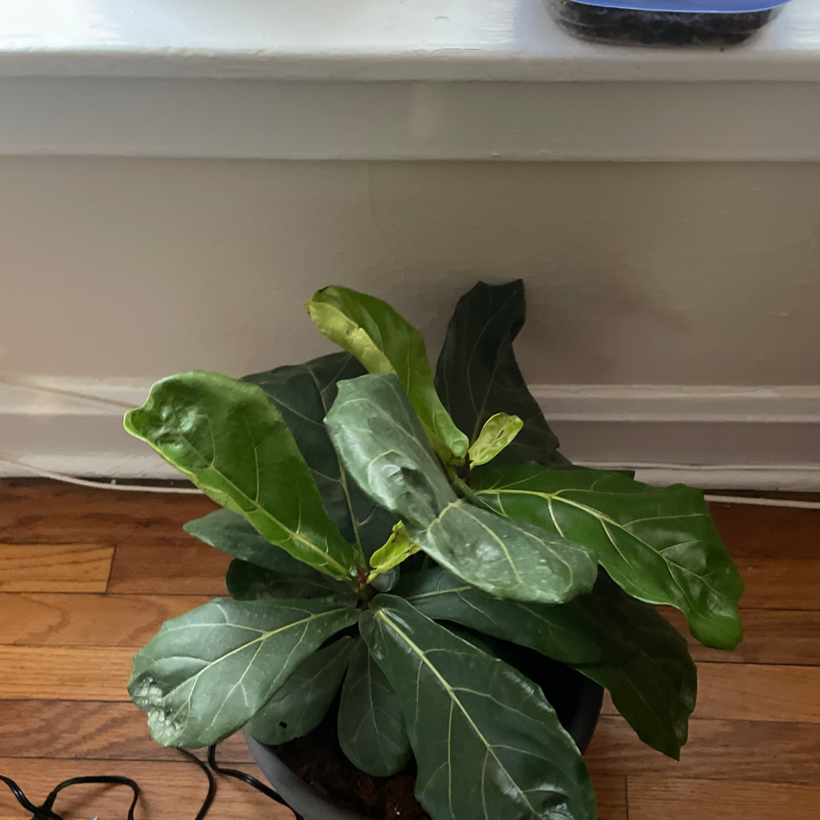 Fiddle Leaf Fig plant with some yellowing and browning leaves, potted indoors.