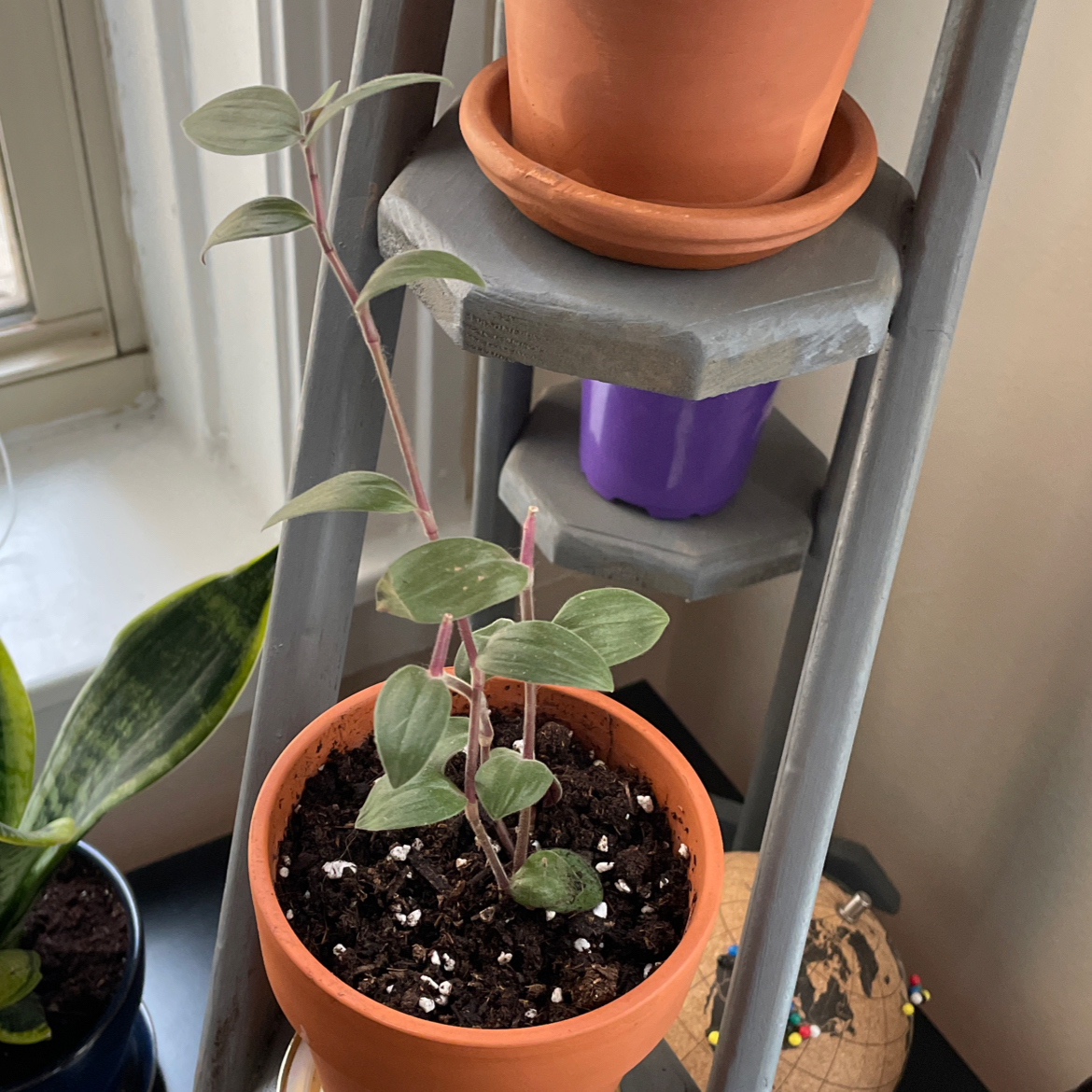 Spiderwort plant photo by @JCP named Bunny on Greg, the plant care app.