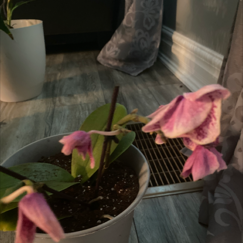 Photo of the plant species Pyrenean Fritillary by Ketchia named Your plant on Greg, the plant care app