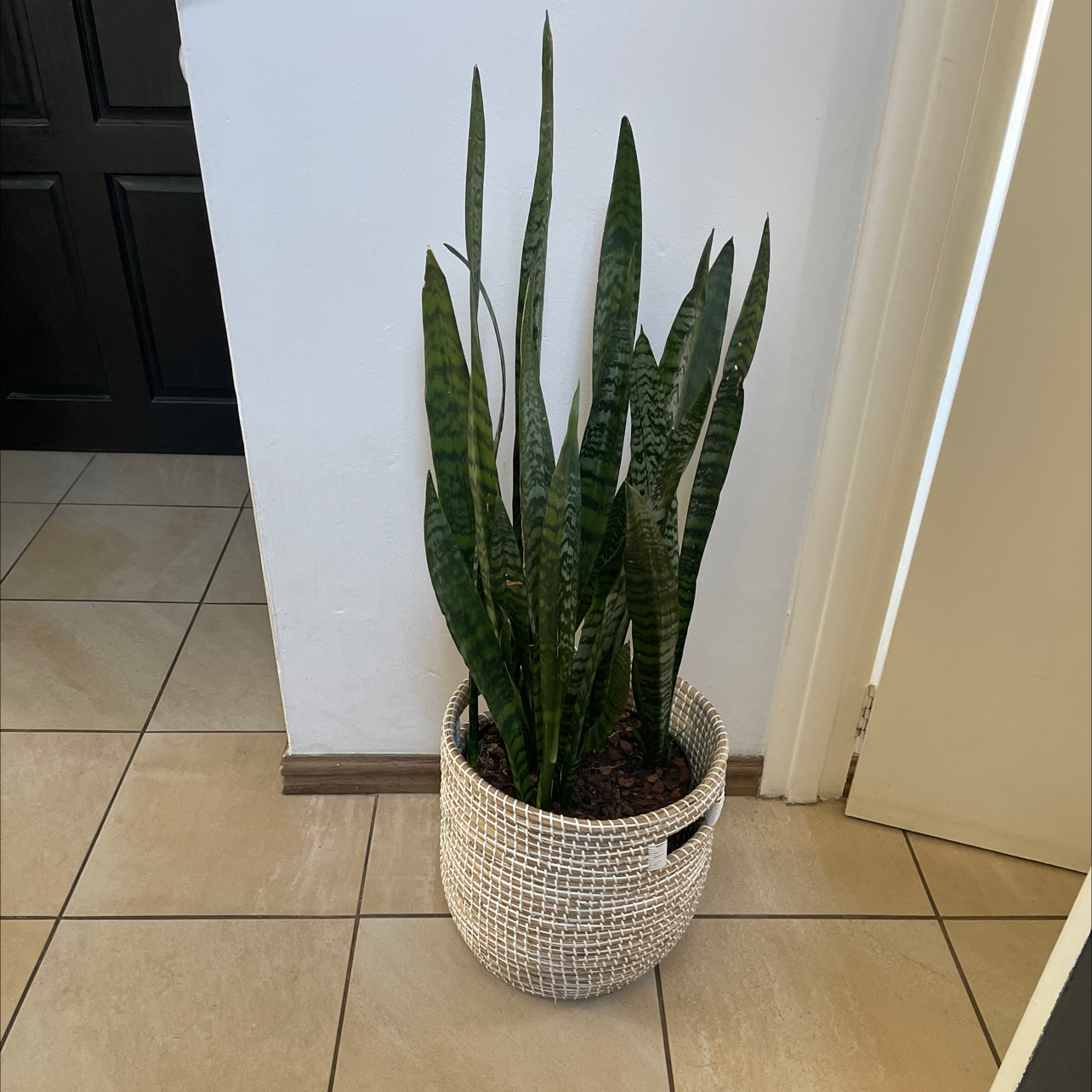 Snake Plant plant photo by @ericawebb named Darwin on Greg, the plant care app.
