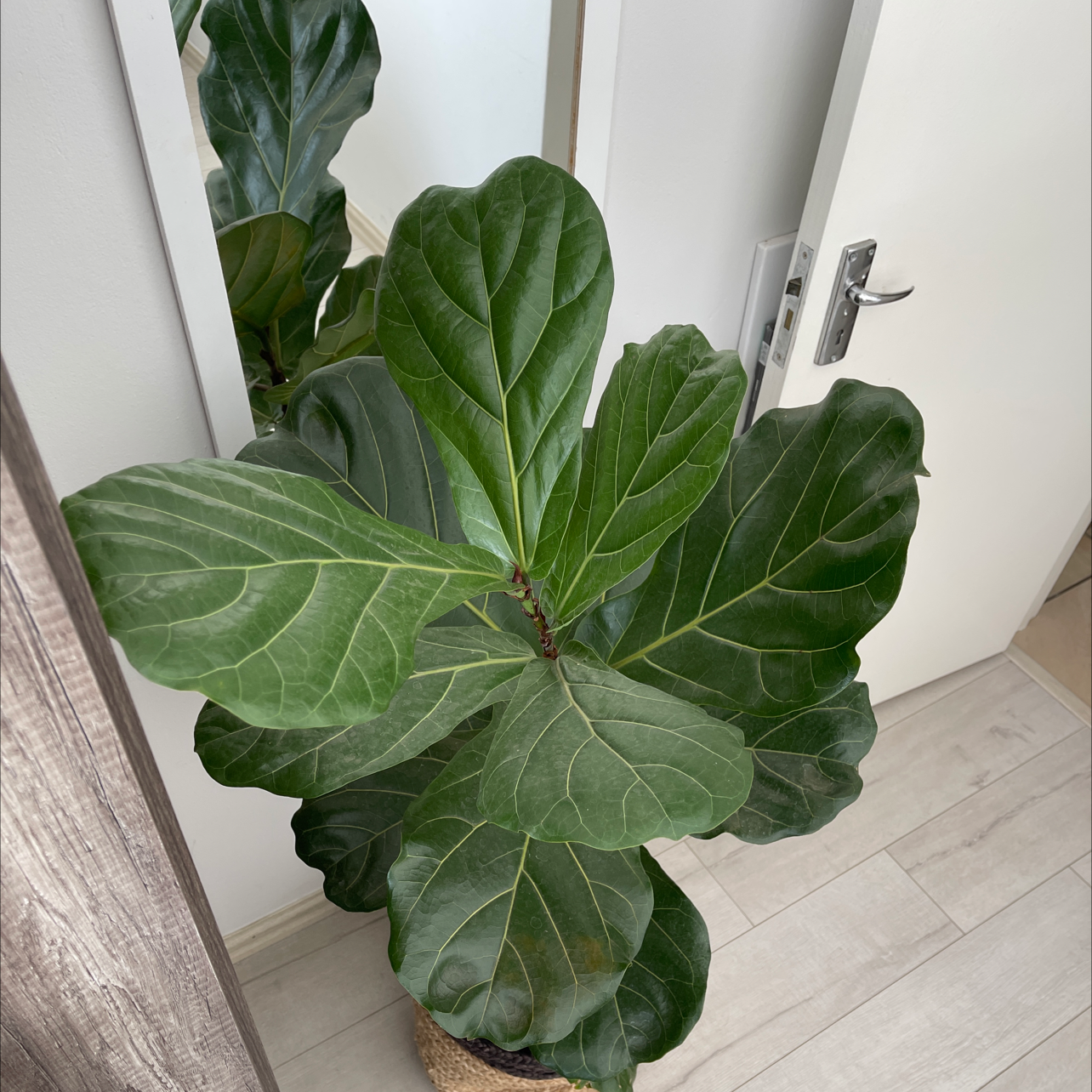 Fiddle Leaf Fig plant photo by @ericawebb named Eva on Greg, the plant care app.