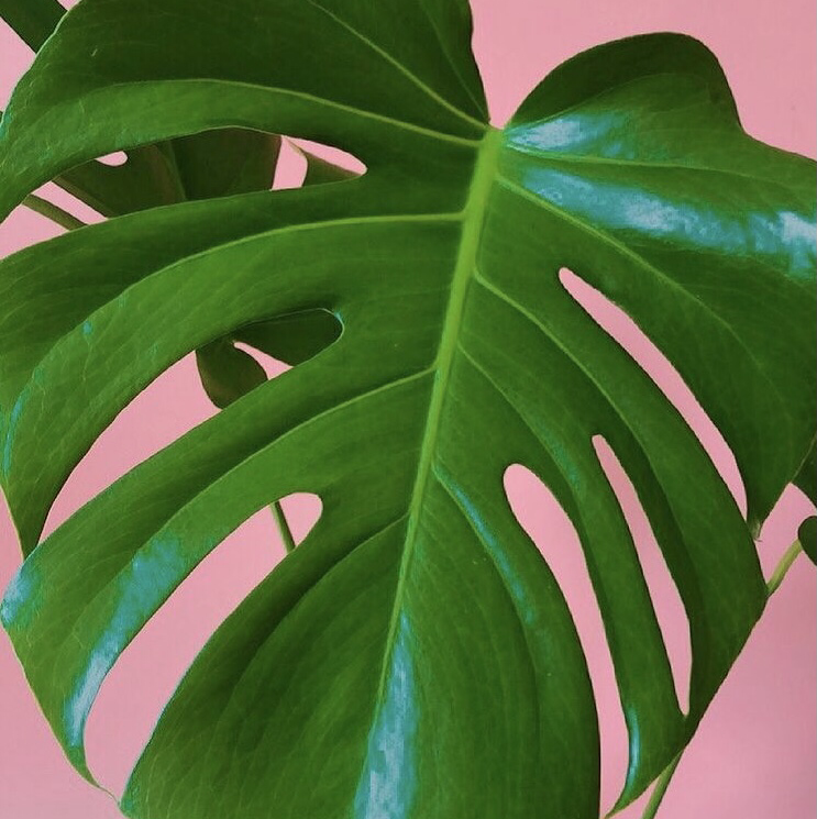 Photo of the plant species Monstera by @juzuni named Monstera on Greg, the plant care app