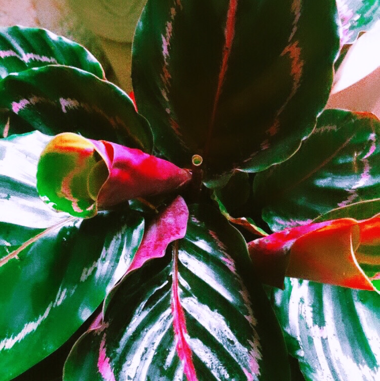 Photo of the plant species Prayer Plant Dottie by @juzuni named Betsy on Greg, the plant care app