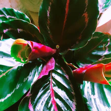Photo of the plant species Prayer Plant Dottie by Juzuni named Betsy on Greg, the plant care app
