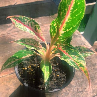 Chinese Evergreen plant in Melbourne, Victoria