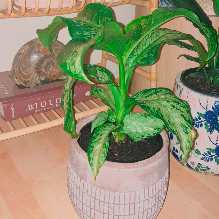Photo of the plant species Dieffenbachia 'Memoria Corsii' by @juzuni named Bertha on Greg, the plant care app