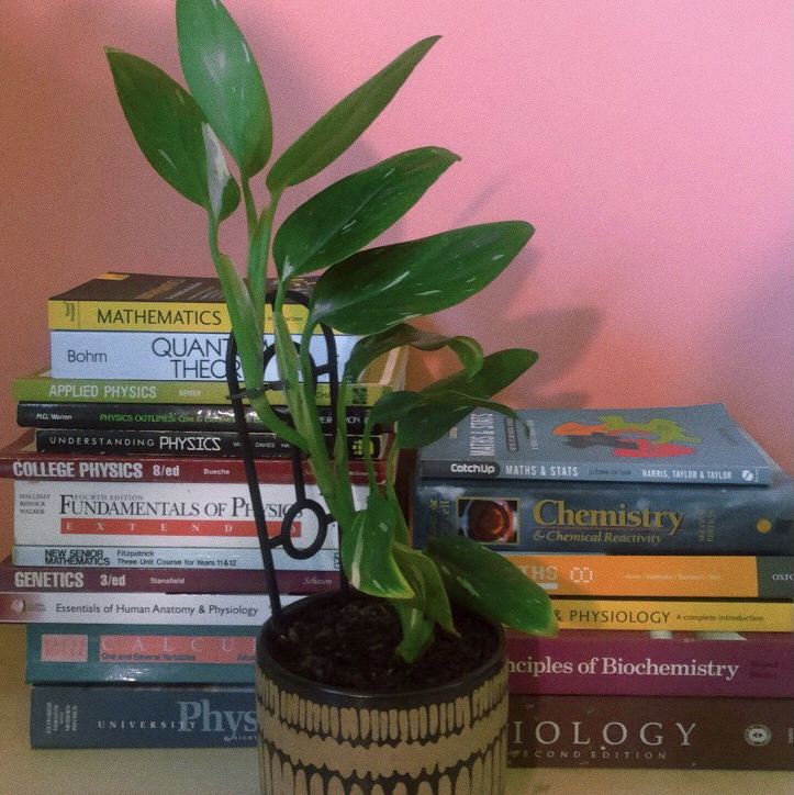 Photo of the plant species Monstera Cobra by @juzuni named Standleyana on Greg, the plant care app