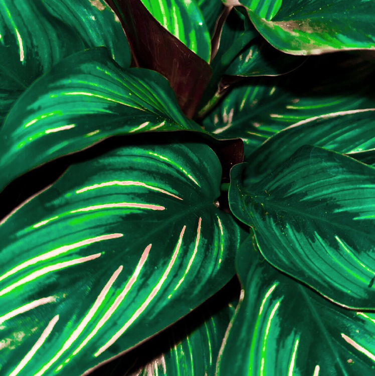 Close-up of a healthy Calathea 'Beauty Star' plant with vibrant green and white striped leaves.