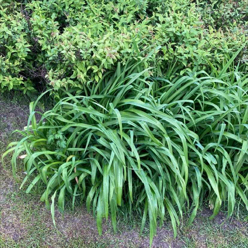 Dense cluster of long, narrow green leaves of an Orange Daylily with other green foliage in the background.