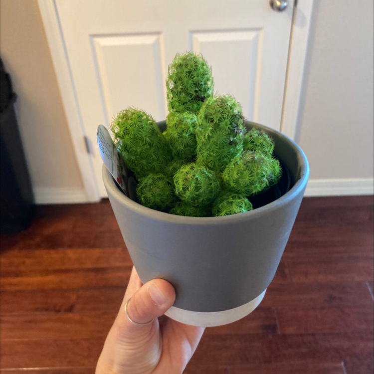 Blue Myrtle Cactus in a gray pot held by a hand, indoor background.