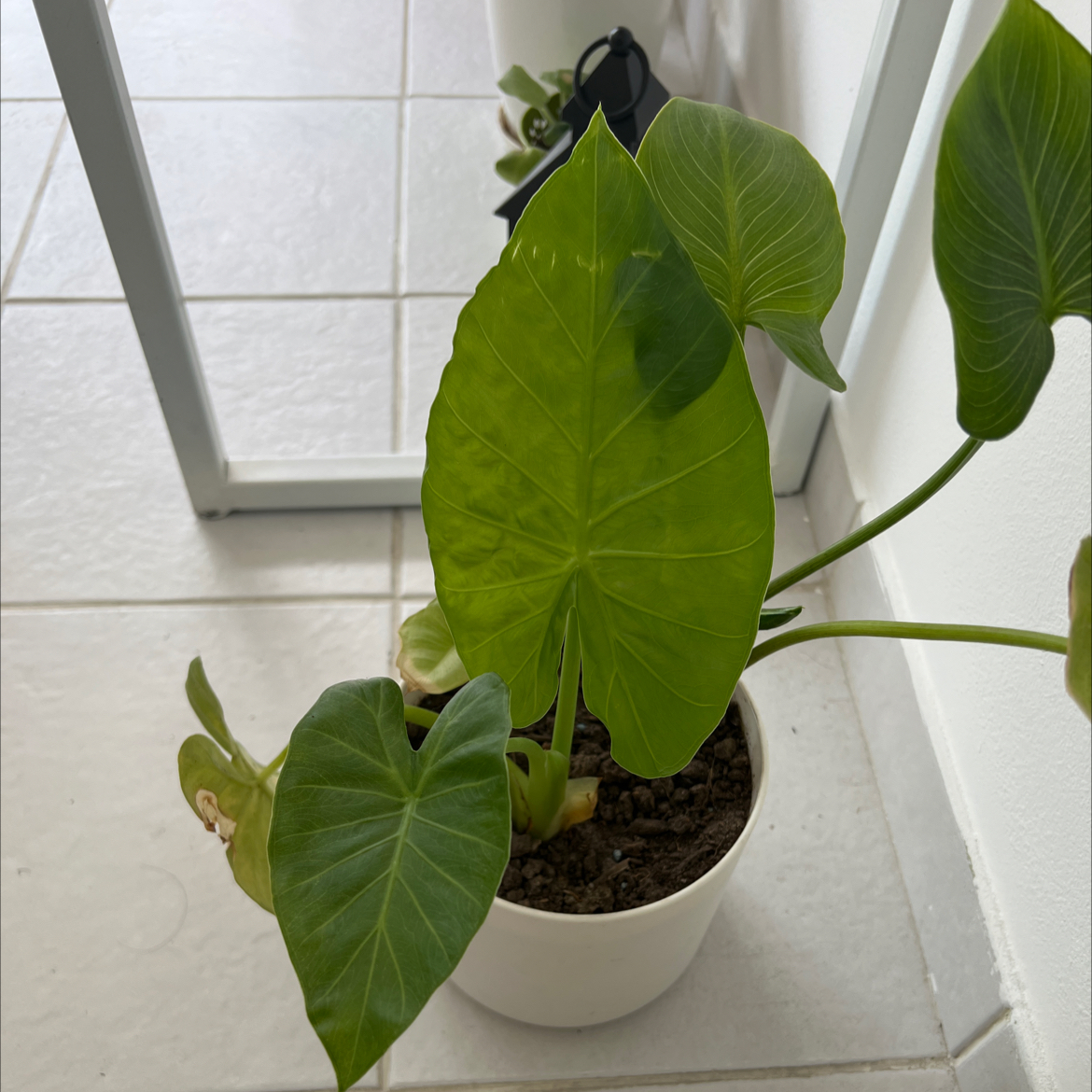 Photo of the plant species Giant Taro by @luferryk named Eeri on Greg, the plant care app