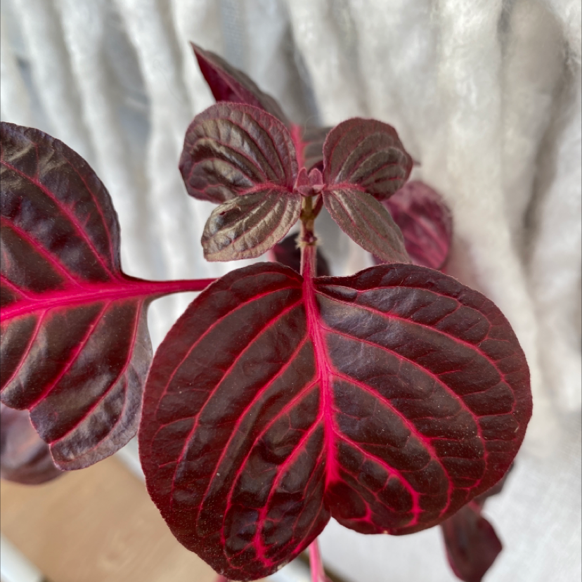 Photo of the plant species Herbst's Bloodleaf by @luferryk named Roja on Greg, the plant care app
