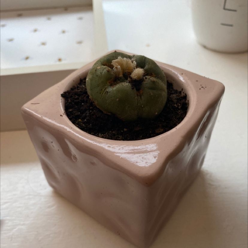 A small, green Peyote cactus in a square pot with visible soil.