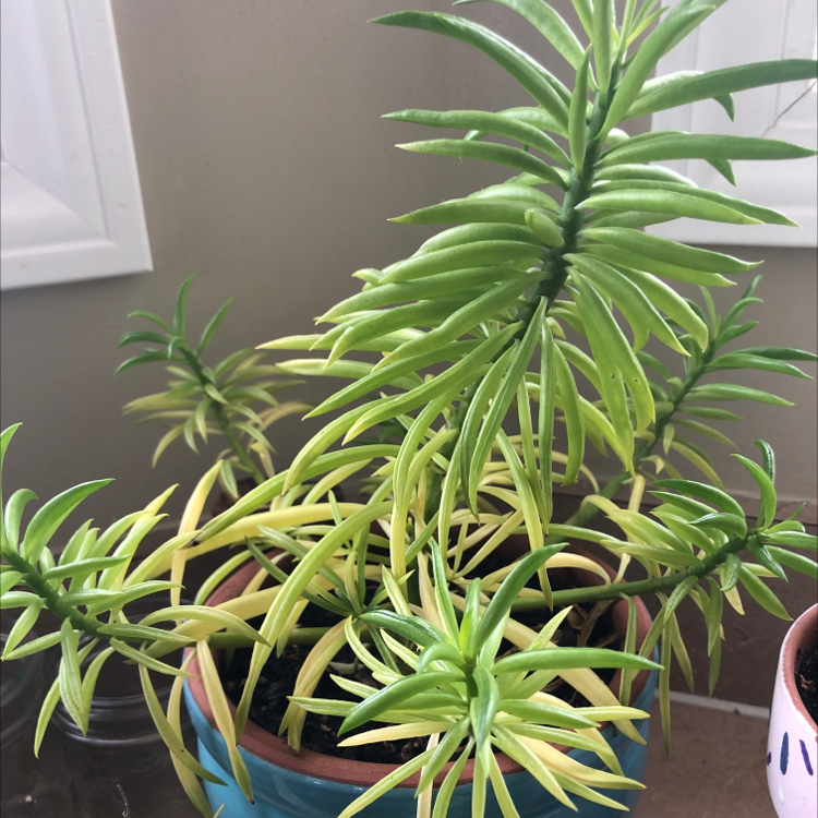 Pincushion Peperomia plant in a pot with some yellowing leaves, placed near a window.