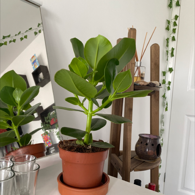 Healthy Autograph Tree in a terracotta pot with glossy green leaves.