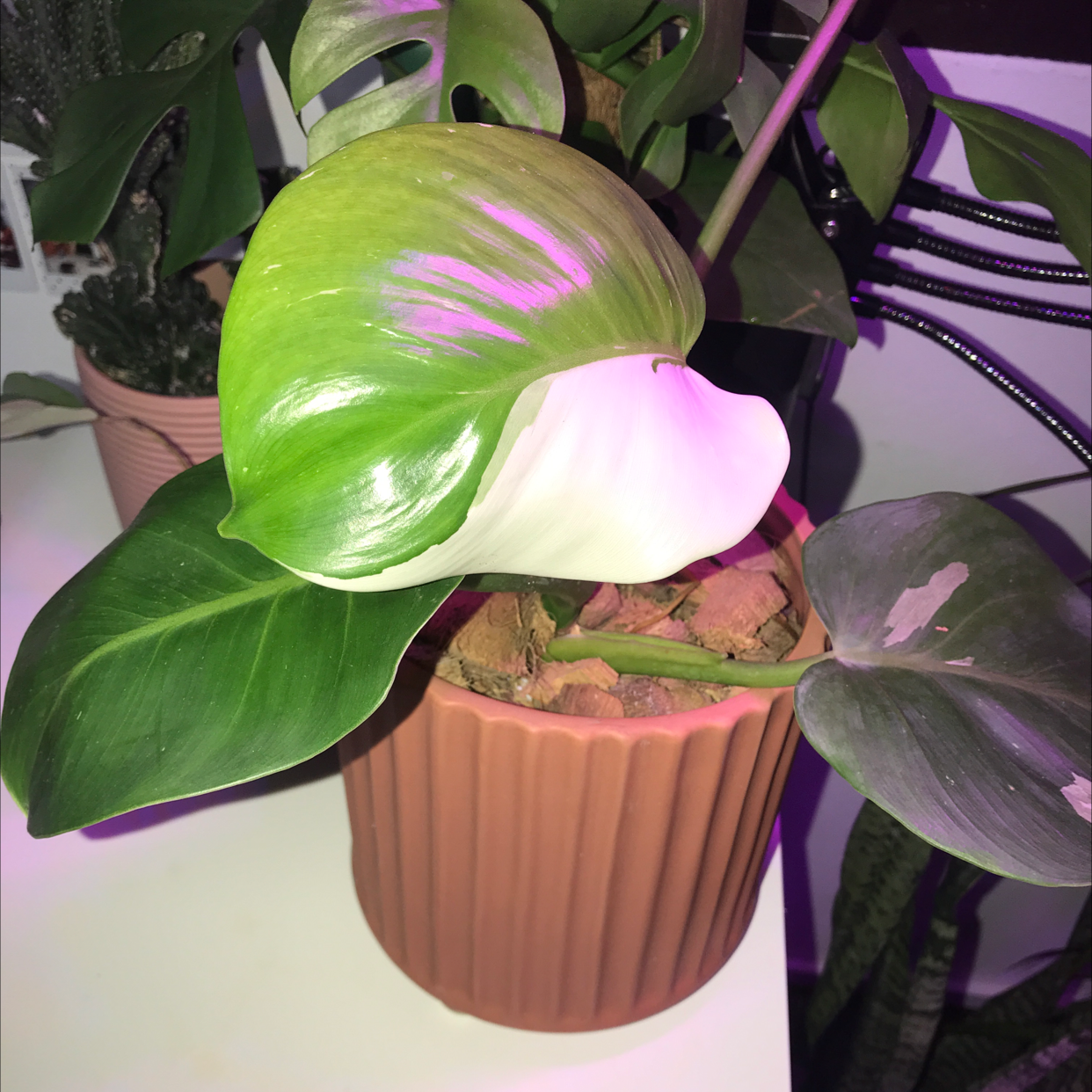Variegated Philodendron in a pot with healthy variegated leaves and visible soil.
