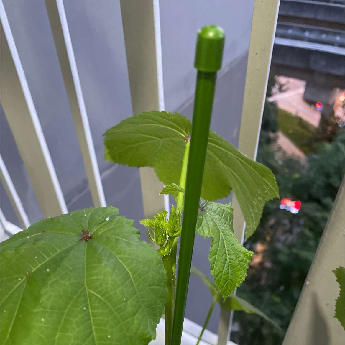 My Okra's Sunlight Needs