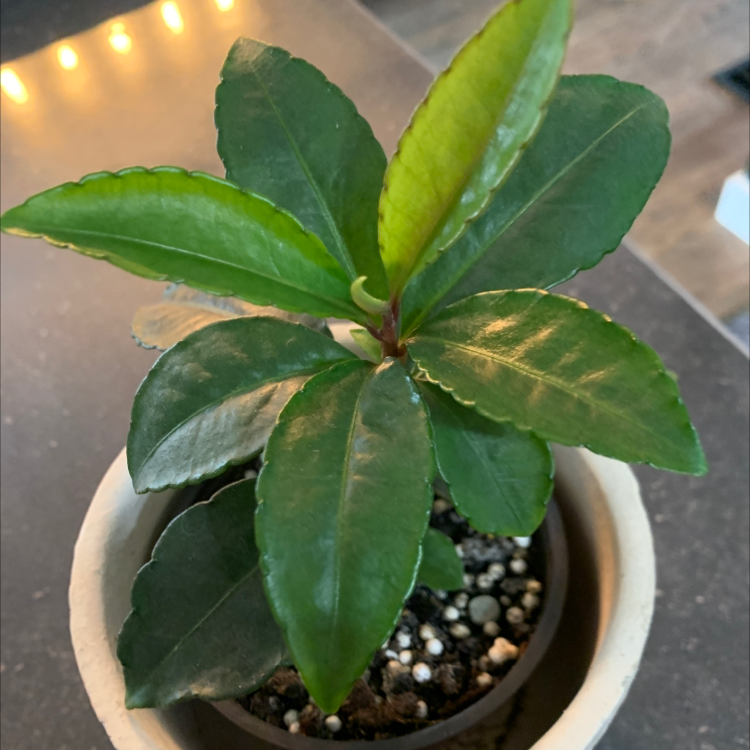 Christmas Berry plant in a pot with healthy green leaves.