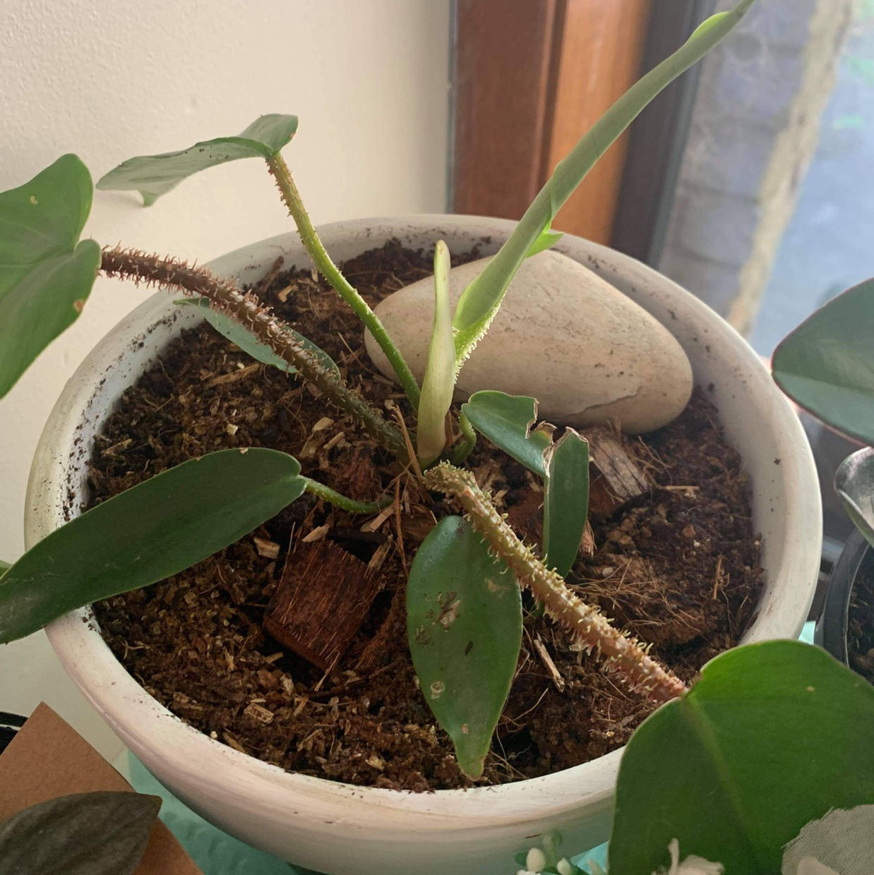 Potted Hairy Philodendron with some browning leaves and visible soil.