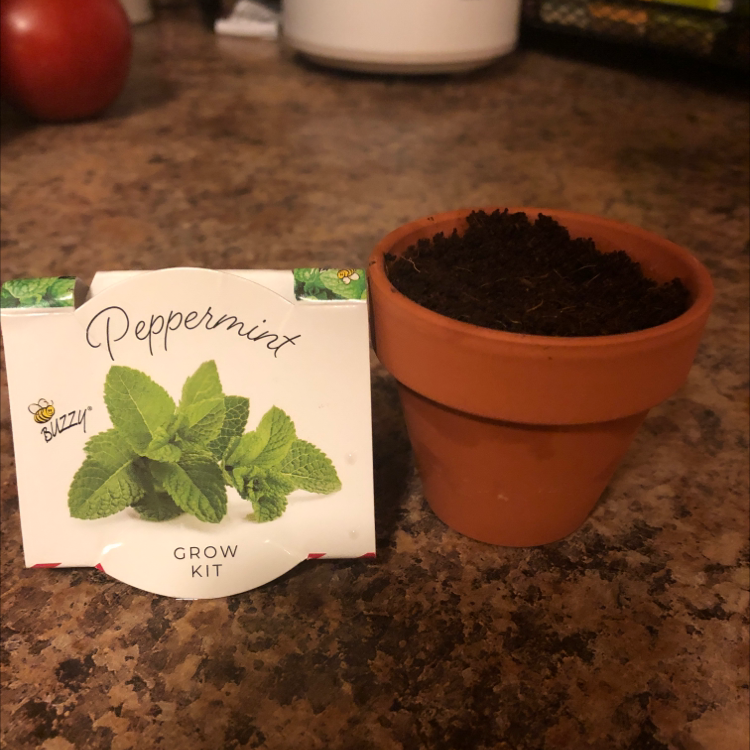 Terracotta pot with soil next to a peppermint grow kit package.