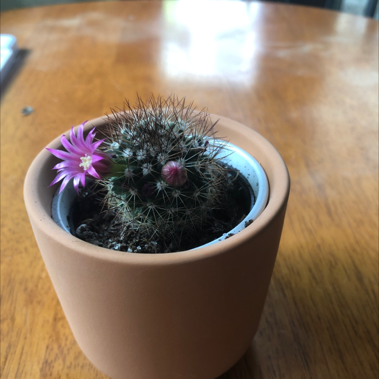 Photo of the plant species Common Fishhook Cactus by @Carly34 named Luna on Greg, the plant care app