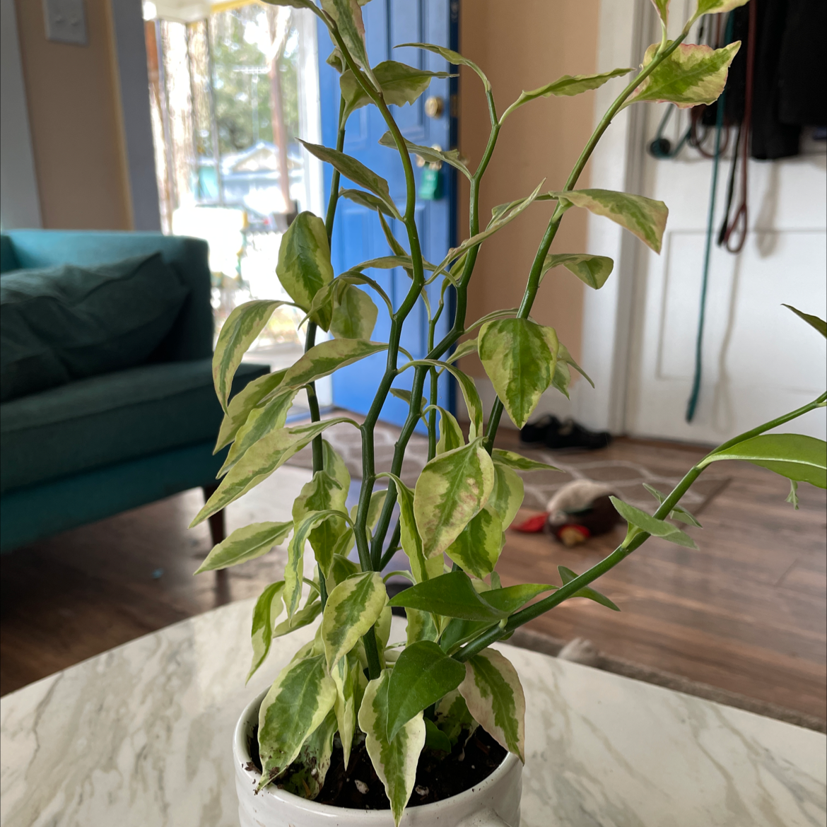 A healthy young Japanese Poinsettia plant with vibrant green and white variegated leaves, potted in a small black container on a hardwood floor.