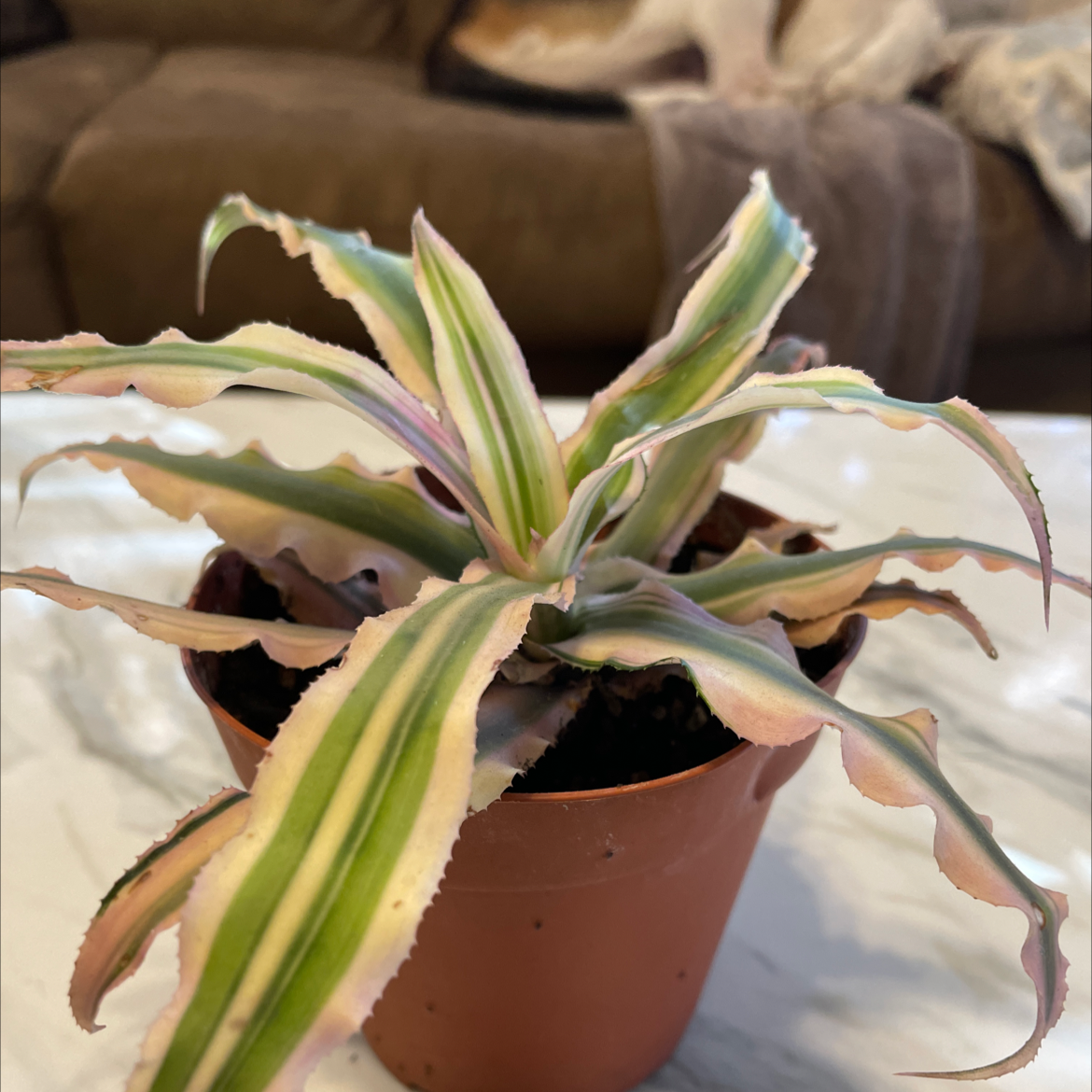 Potted Earth Stars plant with variegated leaves in a living room setting.
