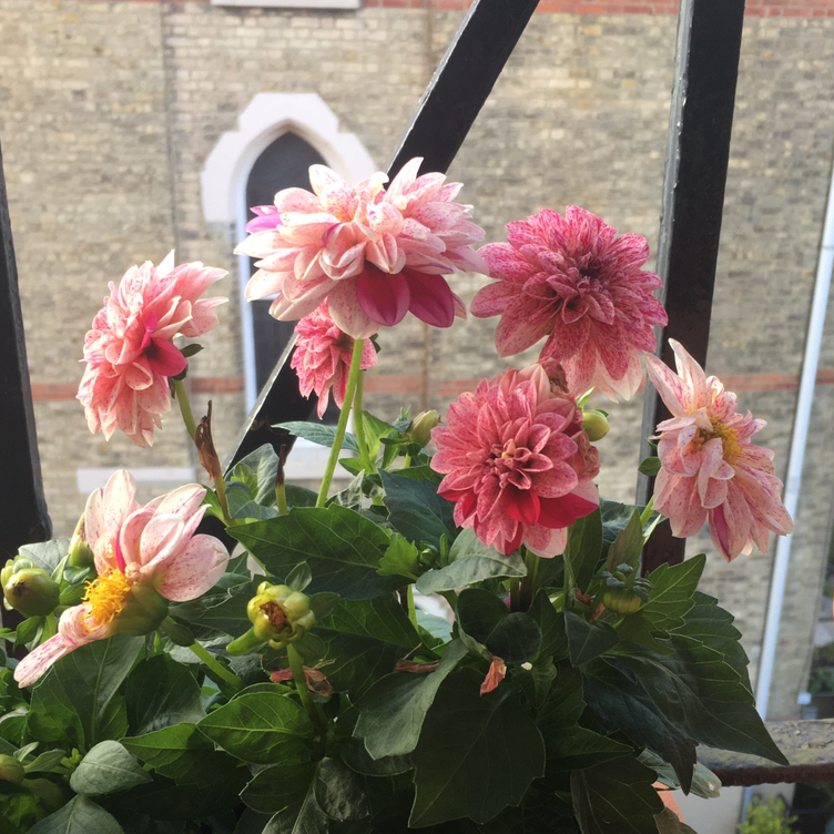 Photo of the plant species Robert Geranium by @Butter named Ophelia on Greg, the plant care app