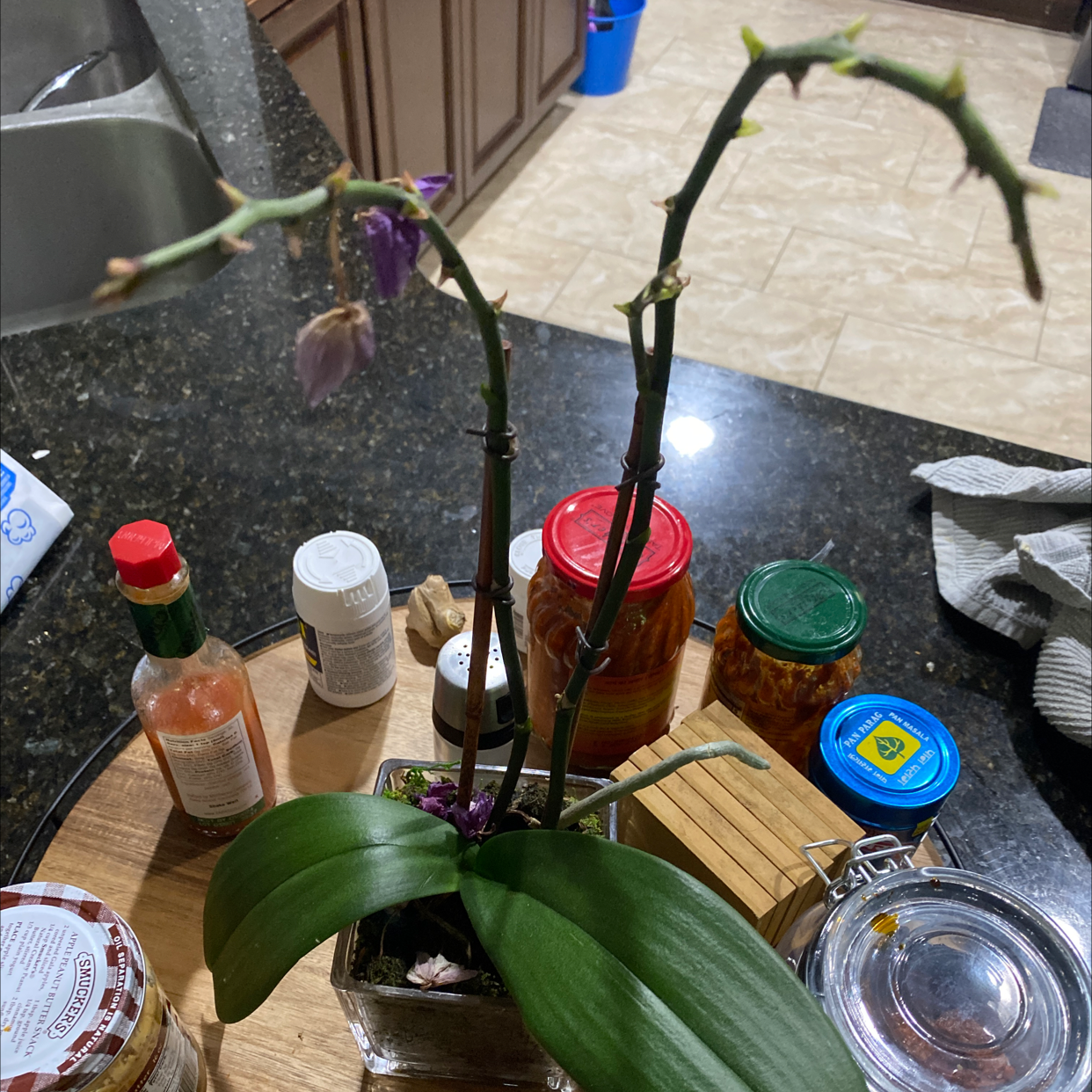 A Japanese Poinsettia plant in a red pot on a granite countertop, surrounded by various household items. The plant has some slight yellowing on a few leaves.