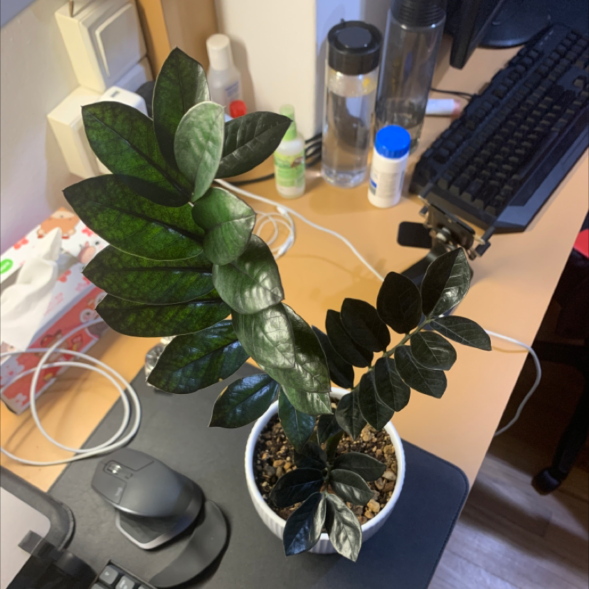 Zamioculcas Zamiifolia plant photo by @iannn named Blackie on Greg, the plant care app.