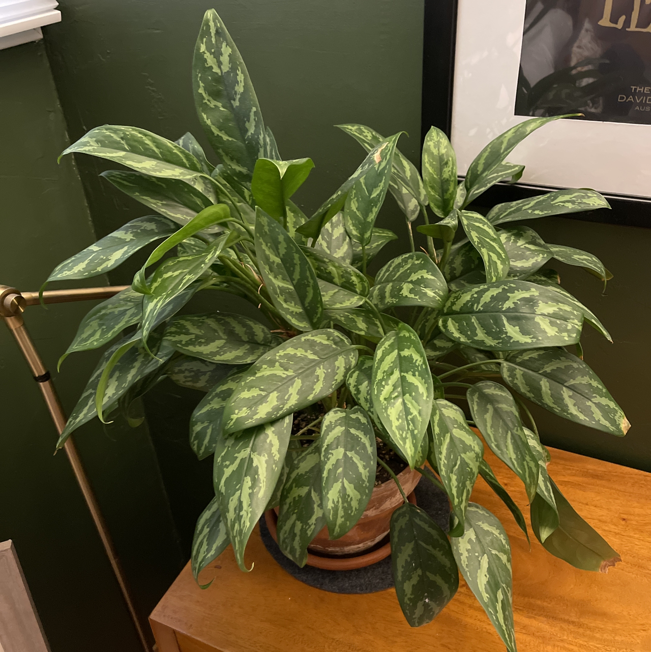Chinese Evergreen plant photo by @jacob named Agalonema on Greg, the plant care app.