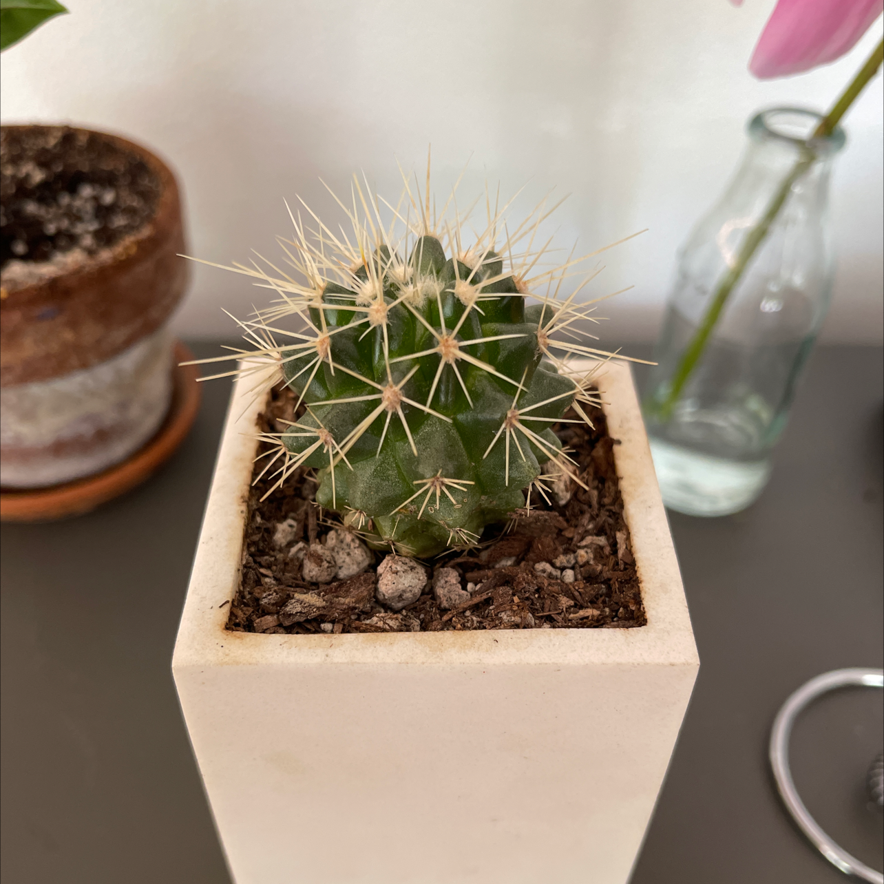 Mammillaria Melanocentra plant photo by @jacob named Your plant on Greg, the plant care app.