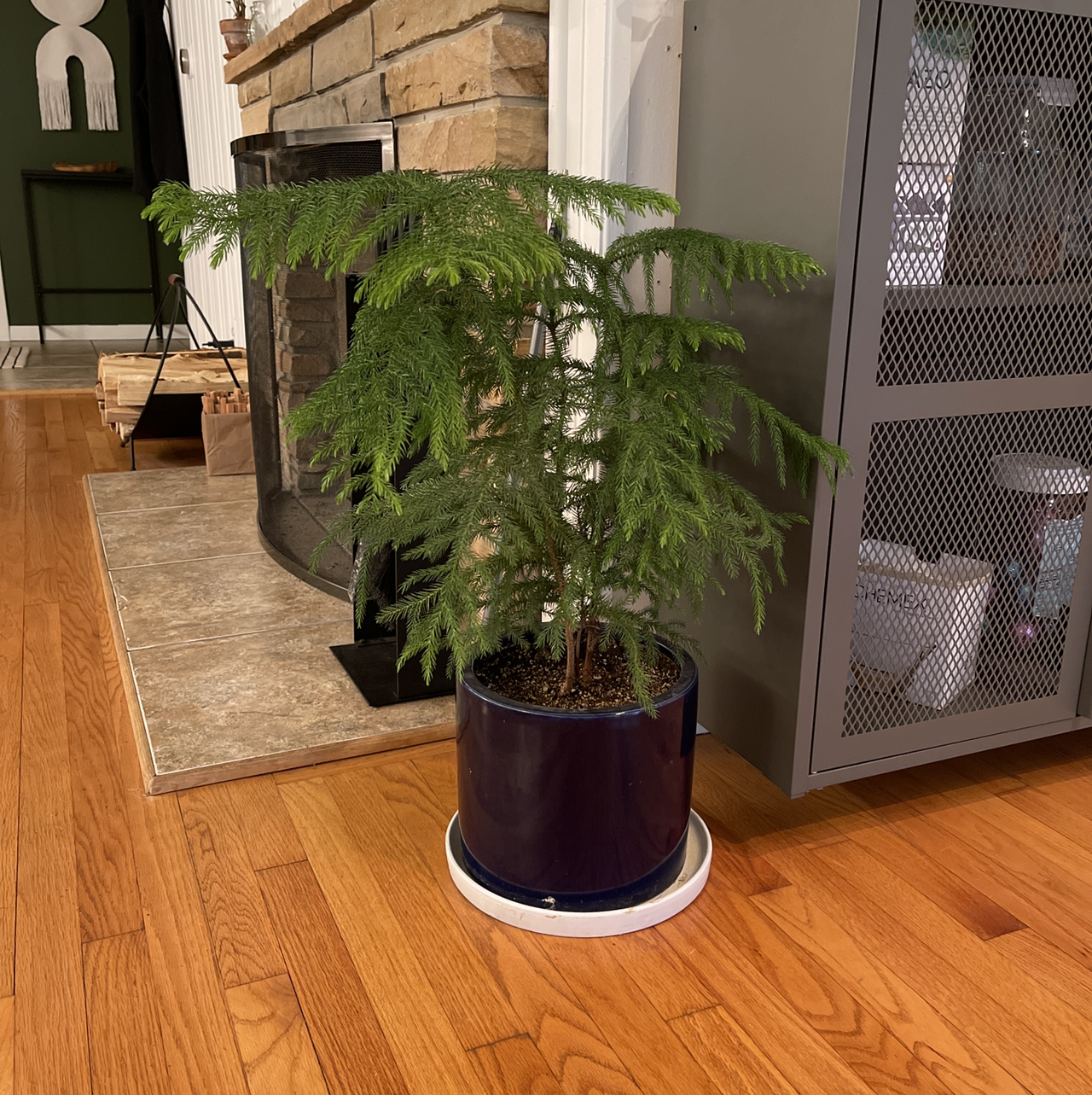 Norfolk Island Pine plant photo by @jacob named Kringle on Greg, the plant care app.