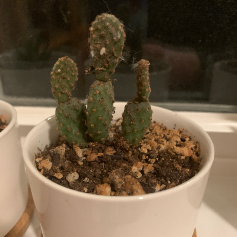 Smooth Prickly Pear cactus in a white pot with visible soil, appears healthy.