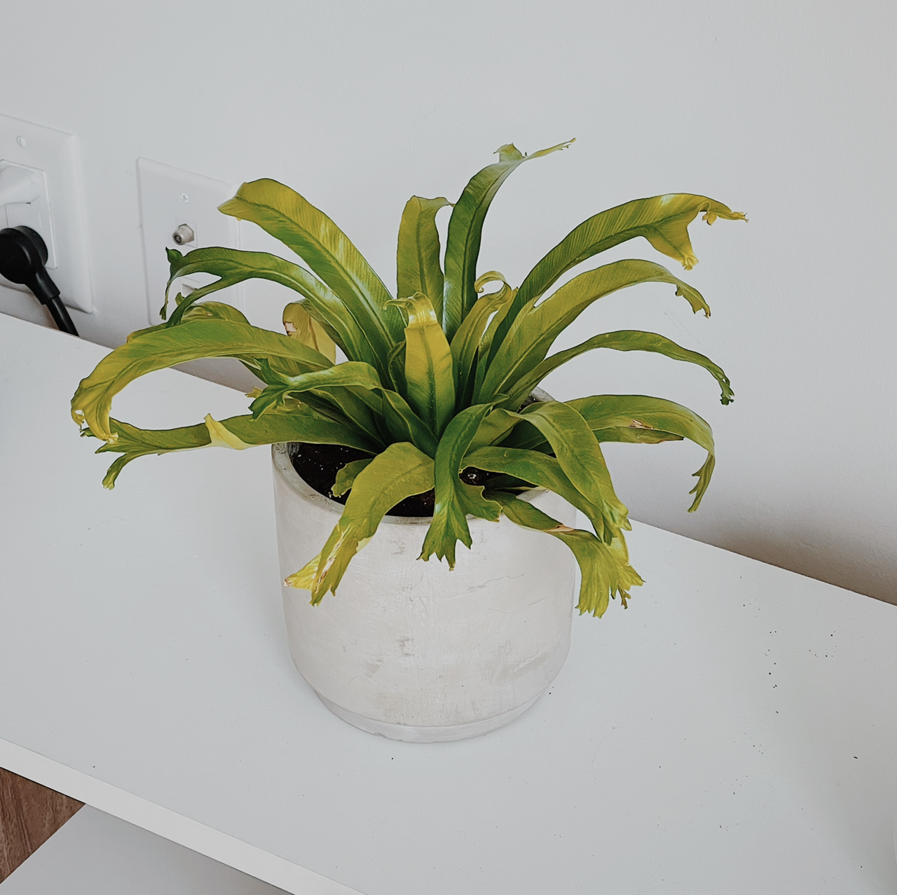 Photo of the plant species Chrissy Fern by @SoMannyLeaves named Fernie Sanders on Greg, the plant care app