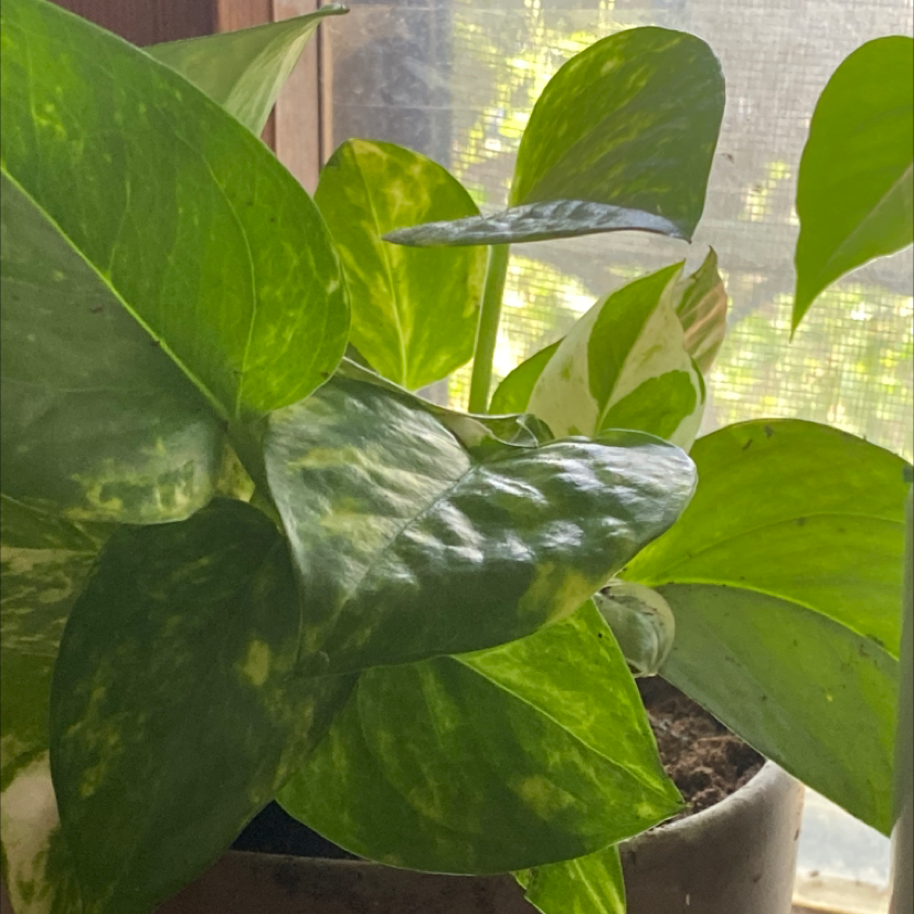 Taro Vine plant photo by אמילי named Your plant on Greg, the plant care app.