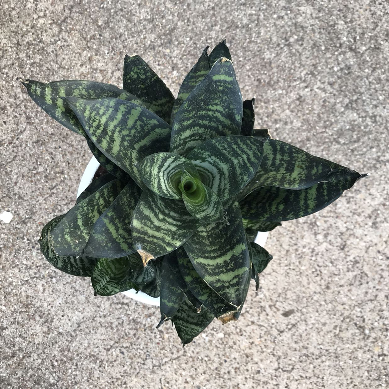 Photo of the plant species Black Robusta Snake Plant by @miswise named Rose the Robusta on Greg, the plant care app