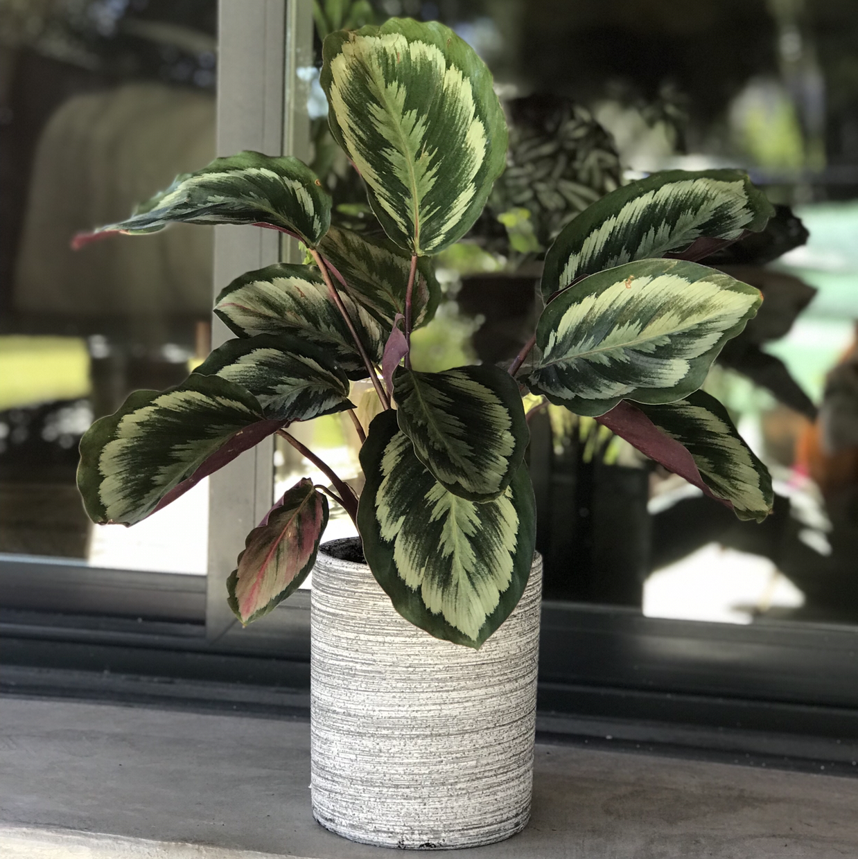 Calathea 'Medallion' plant in a pot with healthy leaves, well-framed and centered.