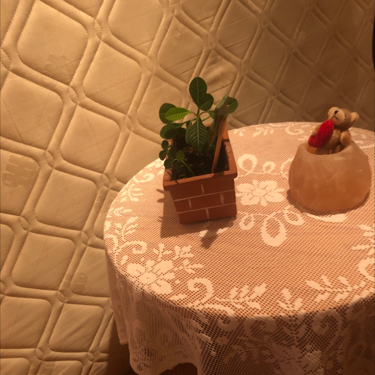 Potted Madagascar Jewel plant on a lace-covered table with a quilted wall background.