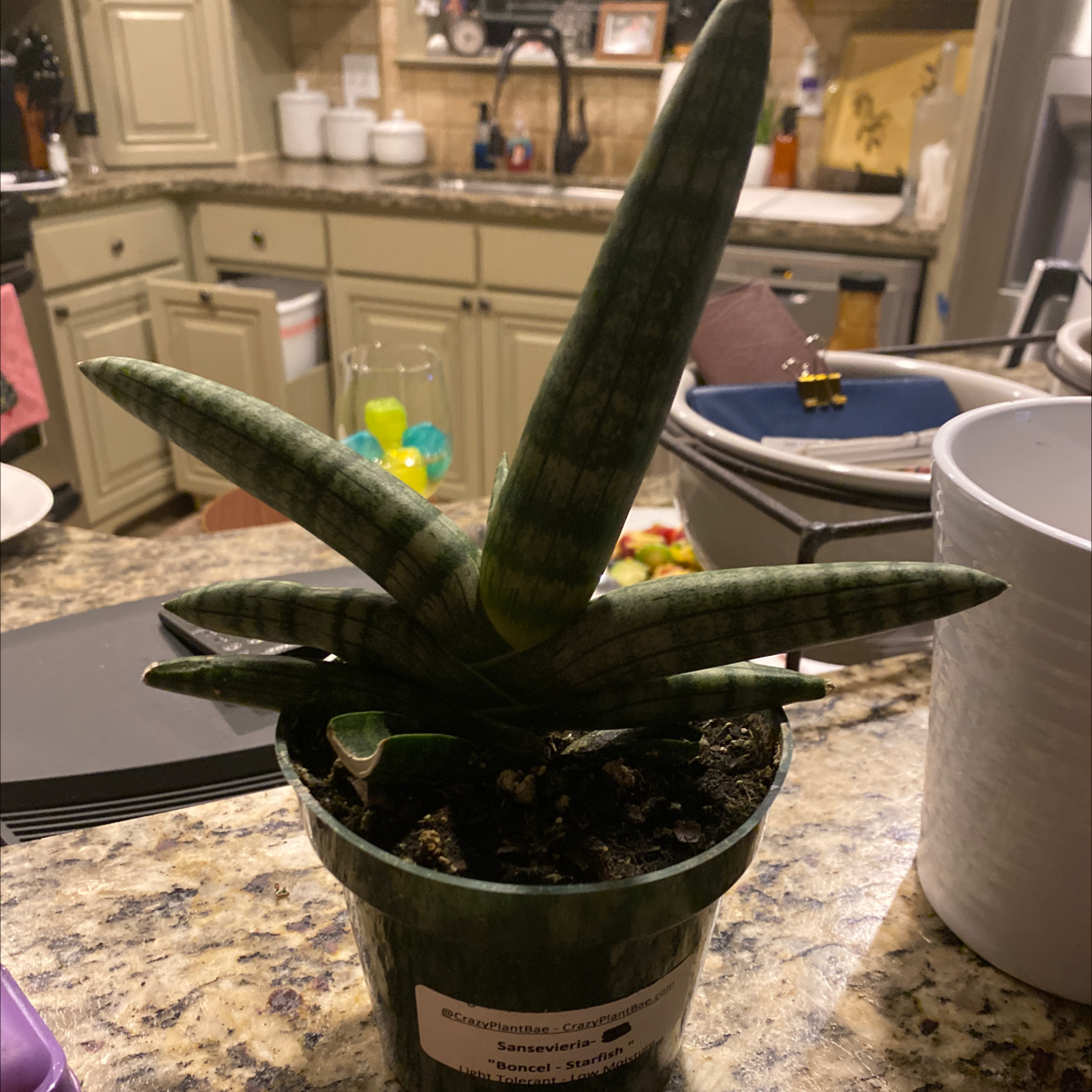 Gasteria ox-tongue succulent plant in a plastic pot on a kitchen counter, showing some yellowing outer leaves