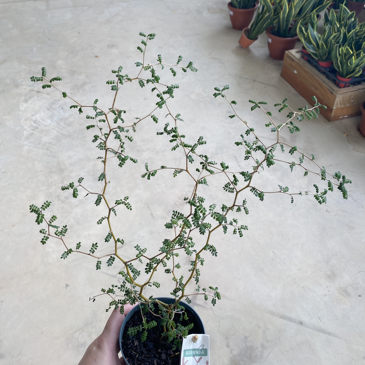 Photo of the plant species Kowhai by @nutsovernut named Sophy on Greg, the plant care app