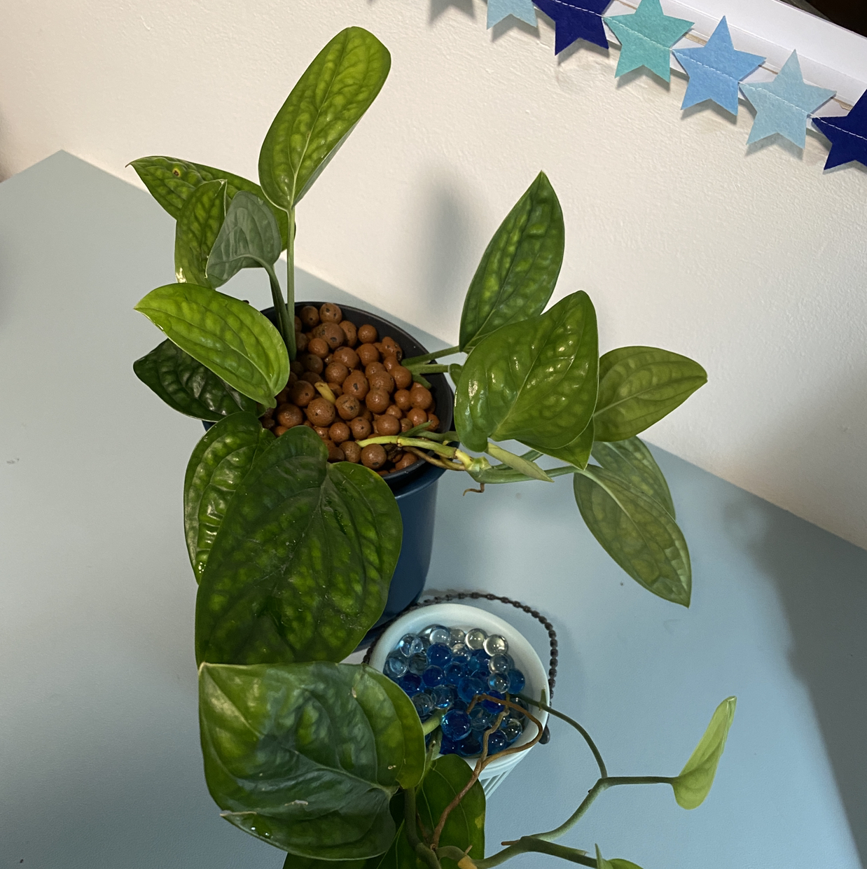 Monstera pinnatipartita plant in a pot with LECA, healthy green leaves.