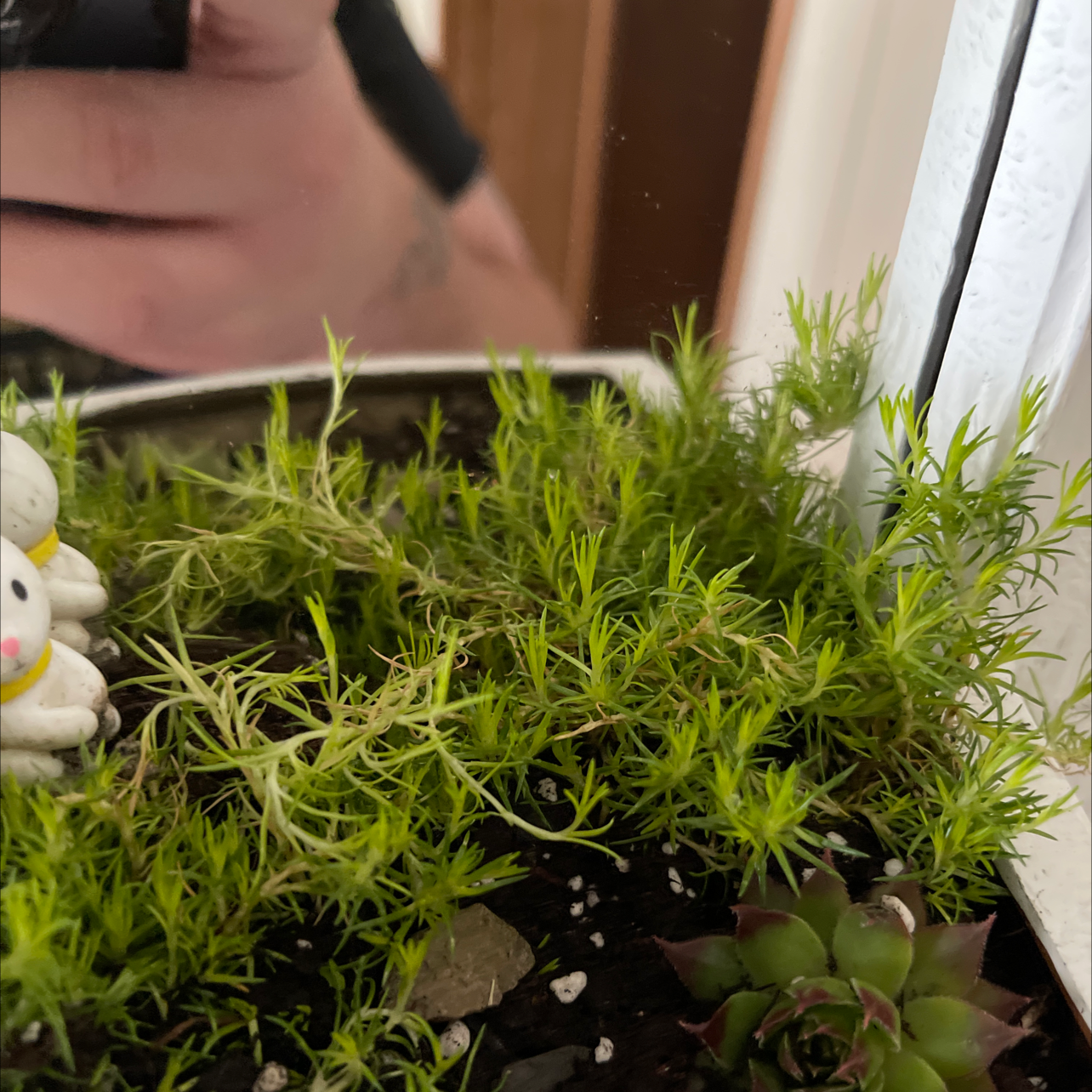 Image of Moss Phlox in a container with visible soil and a small decorative object.