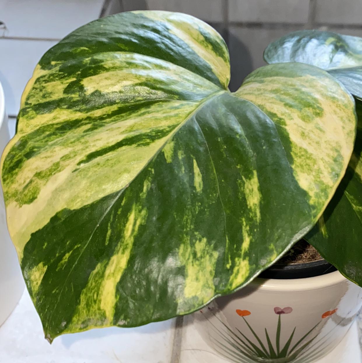 Hawaiian Pothos plant with large, variegated green and yellow leaves in a decorative pot.