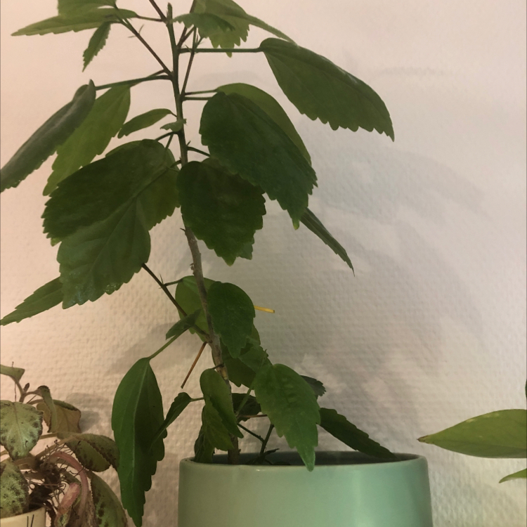 Hibiscus Tree plant photo by @arboretum named Tart on Greg, the plant care app.