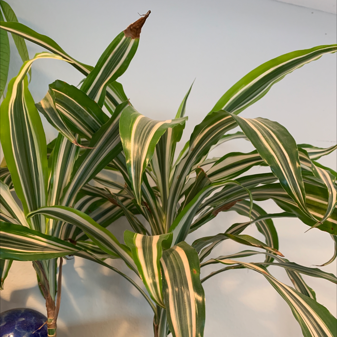 Cornstalk Dracaena plant photo by Leeanne named Missy on Greg, the plant care app.