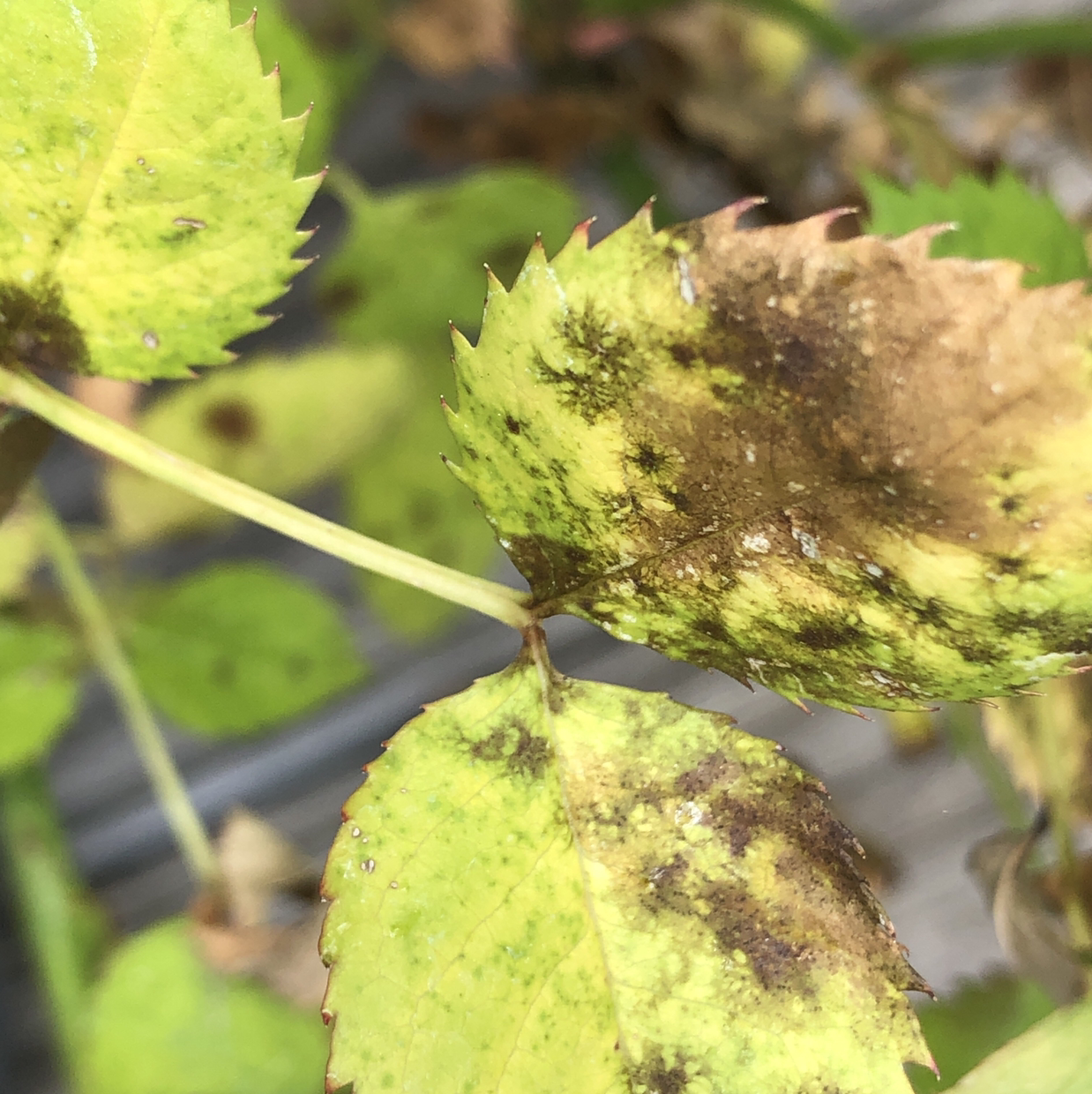 Dog Rose leaves with yellowing, browning, and black spots indicating potential health issues.