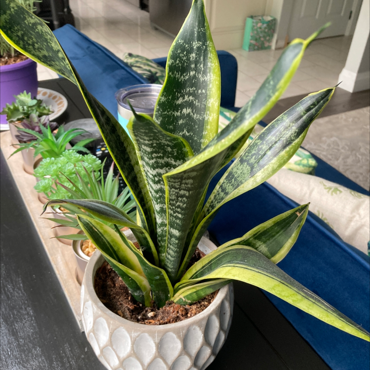 Snake Plant plant photo by @GreenSleeves named Tupot amaroot on Greg, the plant care app.
