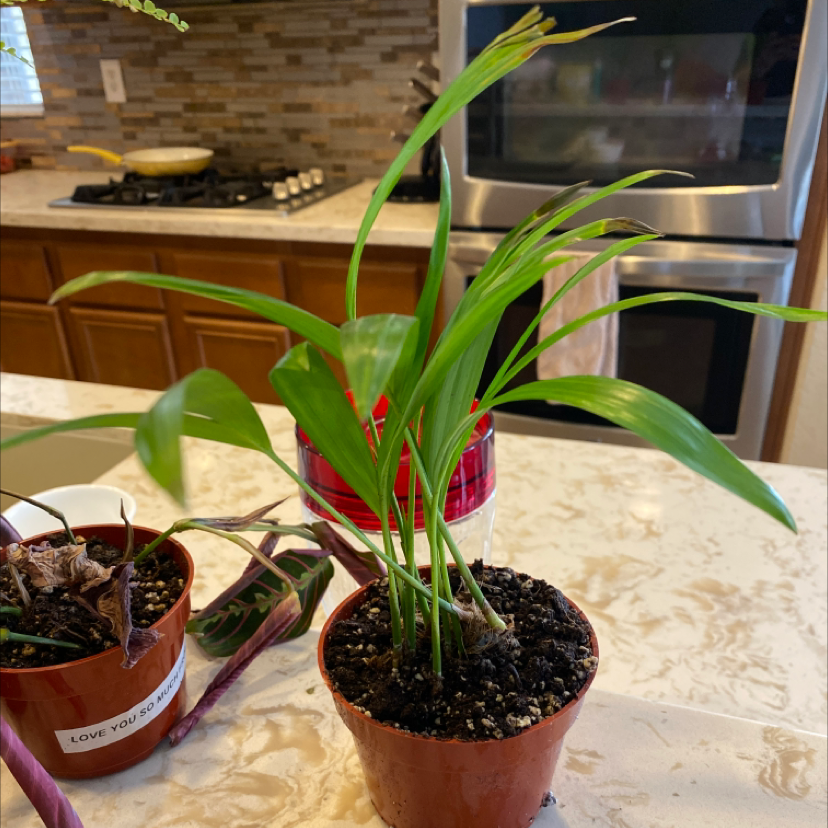 Healthy young Areca Palm in terra cotta pot on kitchen counter, green fronds, no disease, soil visible, shallow focus